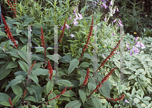Picture of Salvia confertiflora 