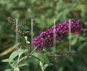 Picture of Buddleia  'Queen's Robe'