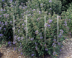 Picture of Caryopteris  'Grand Bleu'