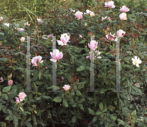 Picture of Rosa  'Radcon (Pink Knock Out)'
