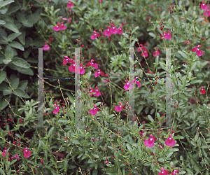 Picture of Salvia greggii 'Navajo Pink'