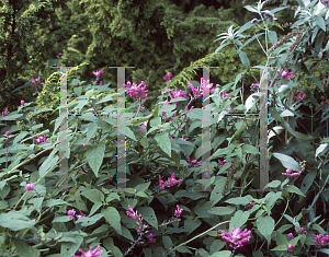 Picture of Salvia involucrata 'Boutin'