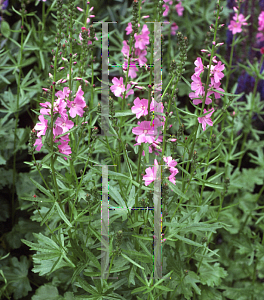 Picture of Sidalcea x 'Oberon'