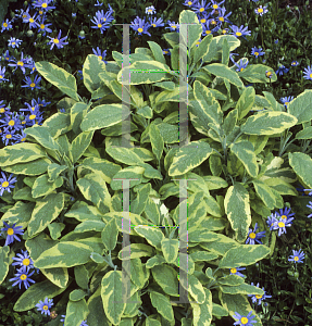 Picture of Salvia officinalis 'Icterina'