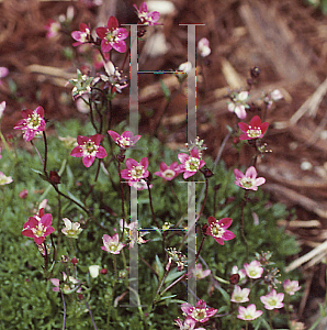 Picture of Saxifraga rosacea 