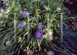 Picture of Scabiosa caucasica 'Ultra Violet'