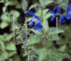 Picture of Salvia patens 