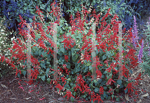 Picture of Salvia vanhouttei 'Faye Chapell'