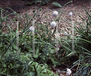 Picture of Scabiosa africana 