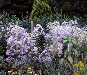 Picture of Aster tataricus 