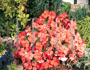 Picture of Impatiens walleriana 'Candy Deep Salmon'