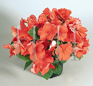 Picture of Impatiens walleriana 'Candy Deep Salmon'