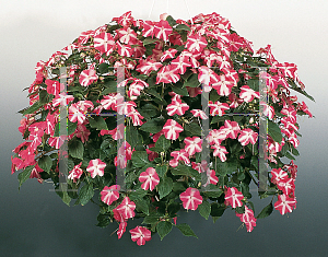 Picture of Impatiens walleriana 'Candy Rose Star'