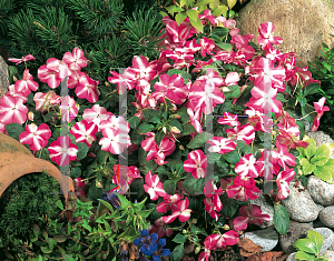 Picture of Impatiens walleriana 'Candy Rose Star'