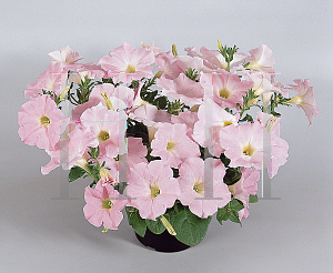 Picture of Petunia x hybrida 'Pearly Wave'