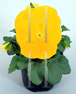 Picture of Viola x wittrockiana 'Fancy Golden Yellow'