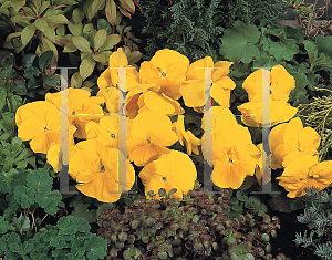 Picture of Viola x wittrockiana 'Fancy Golden Yellow'