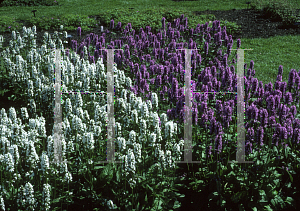 Picture of Stachys officinalis 