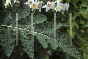 Picture of Solanum capsicoides 