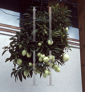 Picture of Solanum muricatum 