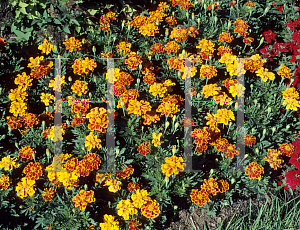 Picture of Tagetes patula 'Durango Flame'