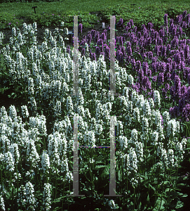 Picture of Stachys officinalis 'Alba'