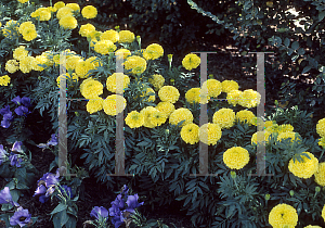 Picture of Tagetes erecta 'Marvel Yellow'