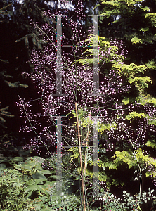Picture of Thalictrum delavayi 'Hewitt's Double'