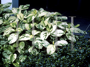Picture of Polygonum virginianum 