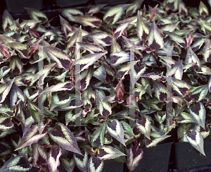Picture of Polygonum virginianum 'Compton's Form'