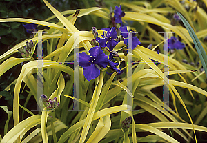 Picture of Tradescantia x 'Sweet Kate'