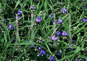 Picture of Tradescantia virginiana 'Zwanenberg Blue'
