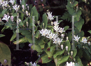 Picture of Tricyrtis hirta 'White Towers'