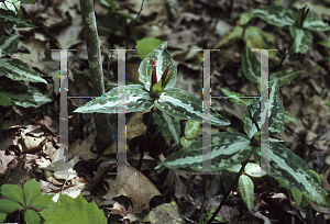 Picture of Trillium decumbens 