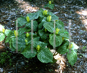 Picture of Trillium luteum 
