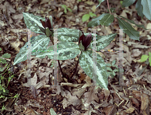 Picture of Trillium reliquum 