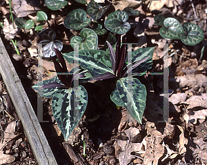 Picture of Trillium underwoodii 
