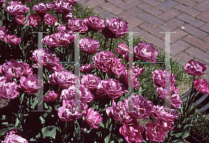 Picture of Tulipa x 'Lilac Perfection'