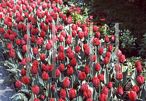 Picture of Tulipa x 'Couleur Cardinal'
