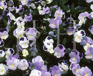 Picture of Viola x wittrockiana 'Wink Purple and White'
