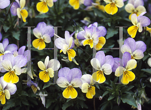 Picture of Viola cornuta 'Sorbet Yellow Frost'