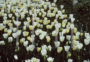 Picture of Tulipa x 'White Dream Maureen'