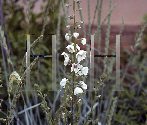 Picture of Verbascum blattaria 