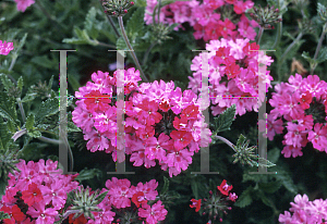 Picture of Verbena canadensis 'Fire King'