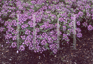 Picture of Verbena x hybrida 'Romance Violet with Eye'