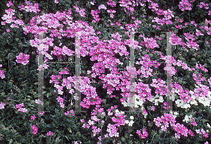 Picture of Verbena x hybrida 'Wildfire Lilac Pink'