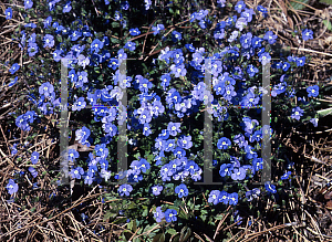 Picture of Veronica peduncularis 'Georgia Blue'