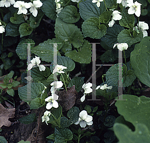 Picture of Viola striata 