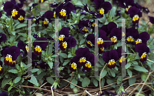 Picture of Viola x wittrockiana 'Princess Purple & Gold'