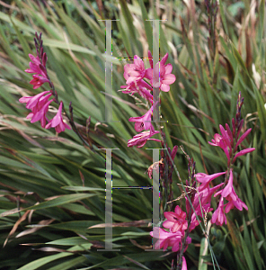 Picture of Watsonia  